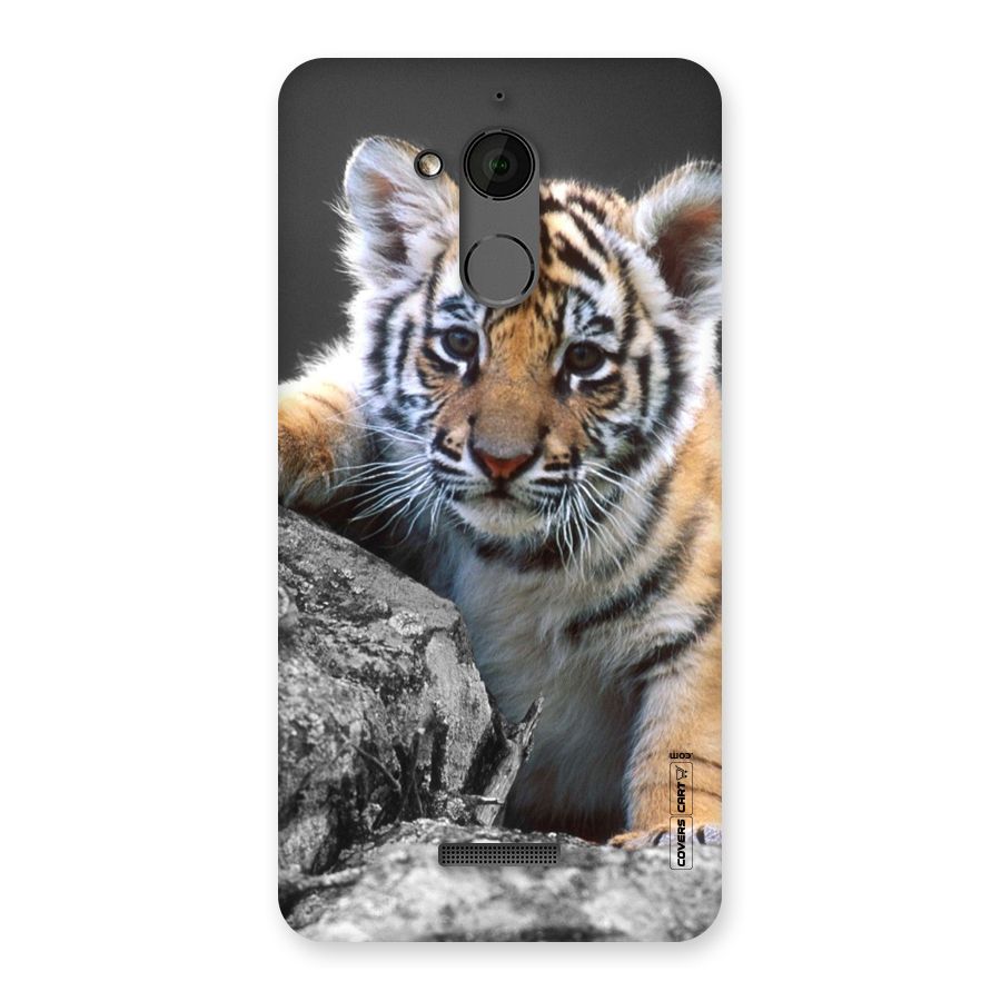 Animal Beauty Back Case for Coolpad Note 5