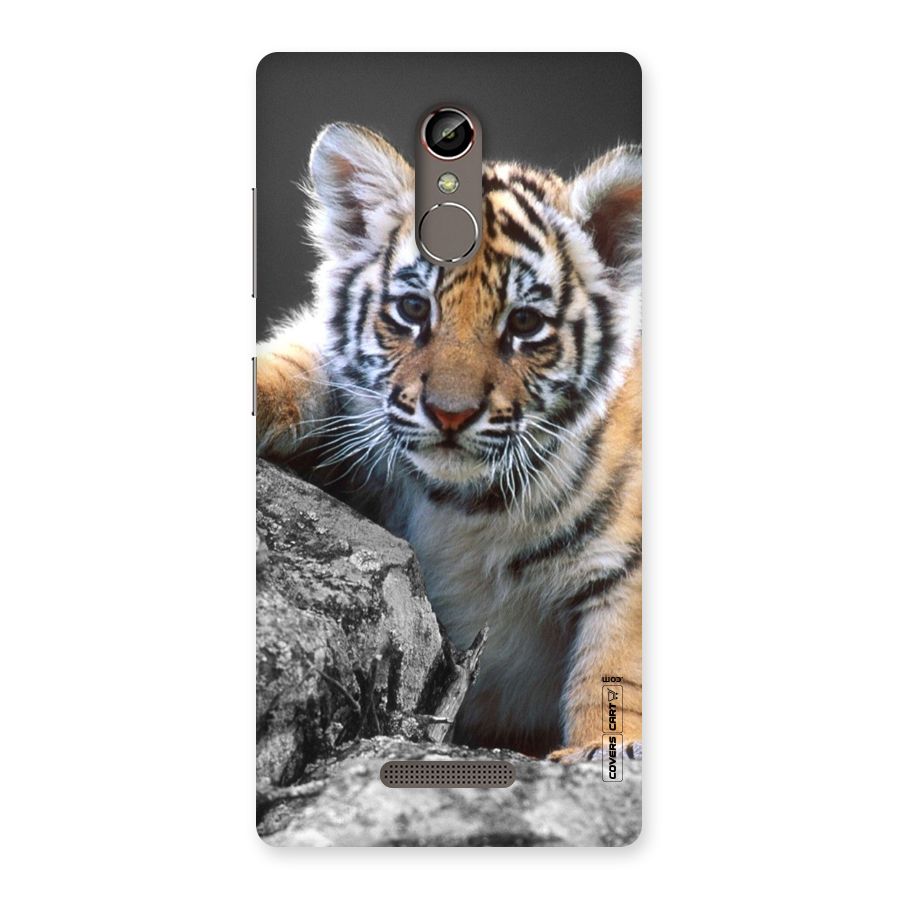 Animal Beauty Back Case for Gionee S6s