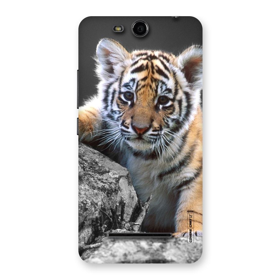 Animal Beauty Back Case for Micromax Canvas Juice 3 Q392