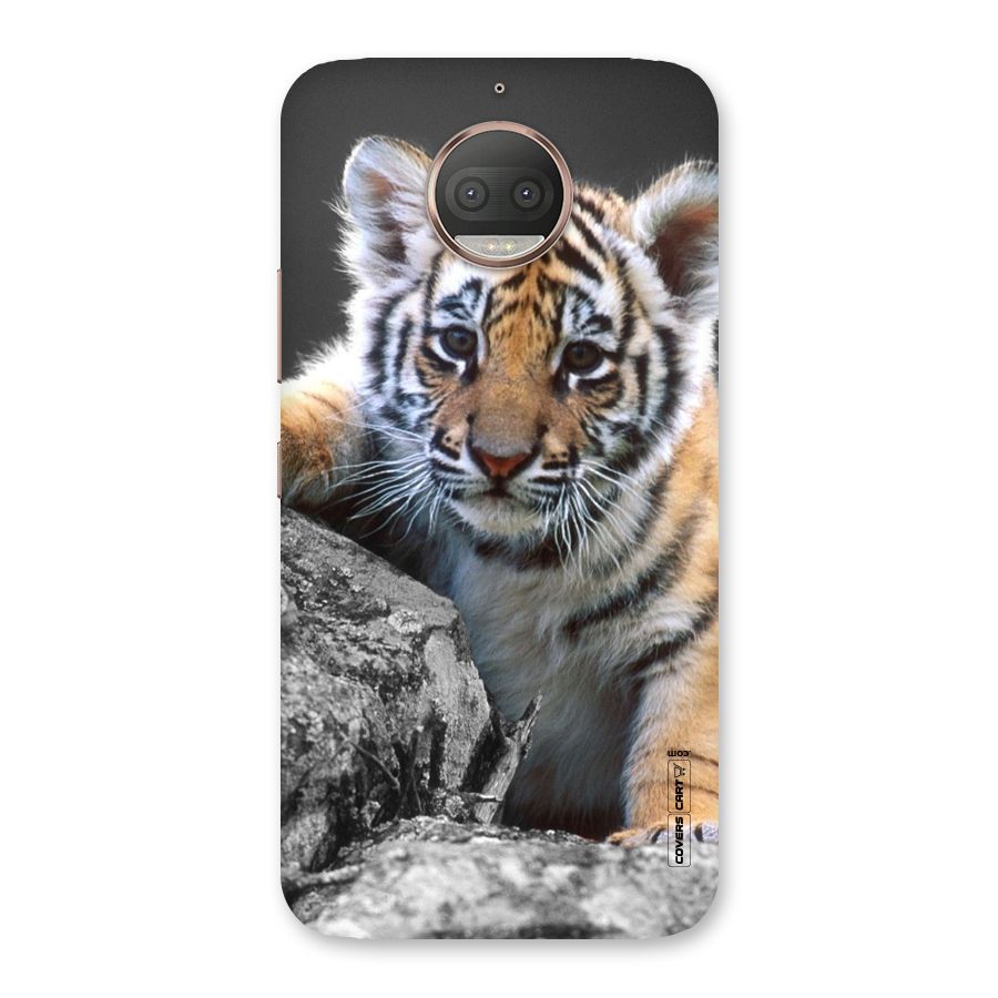 Animal Beauty Back Case for Moto G5s Plus