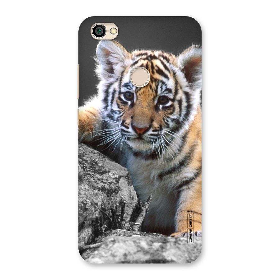Animal Beauty Back Case for Redmi Y1 2017