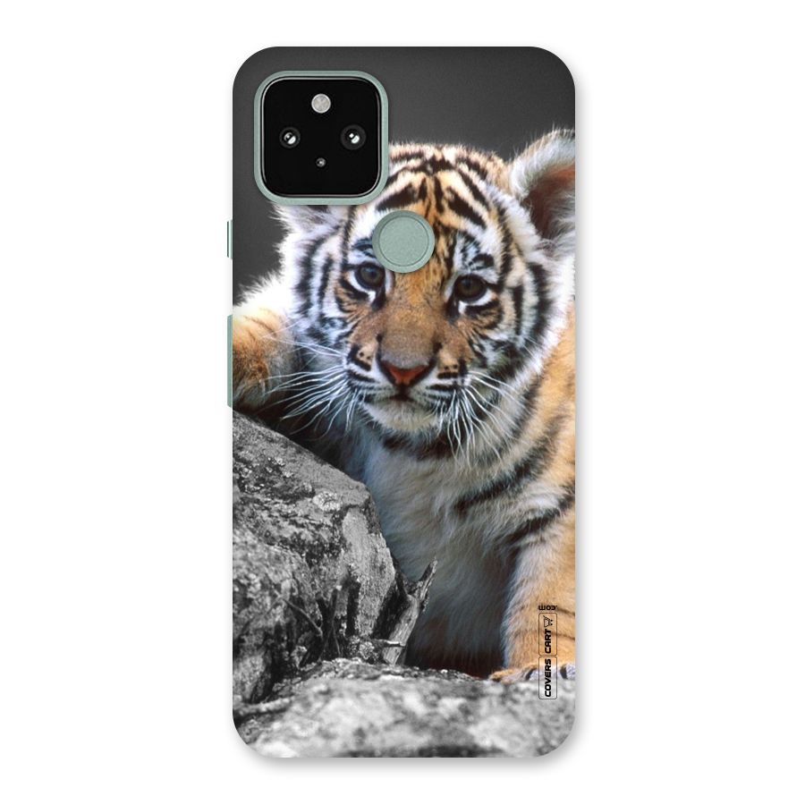 Animal Beauty Back Case for Google Pixel 5