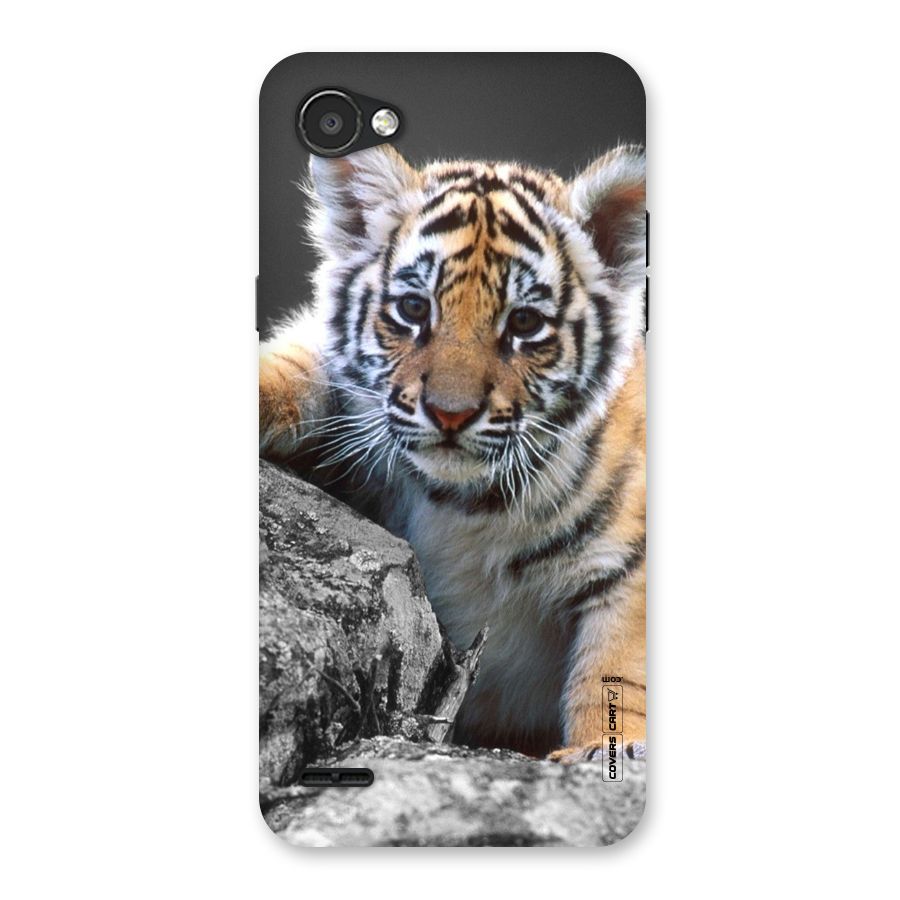 Animal Beauty Back Case for LG Q6