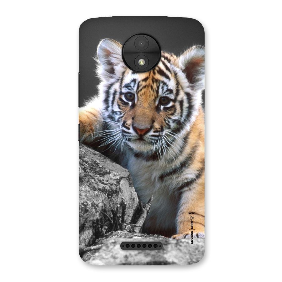 Animal Beauty Back Case for Moto C