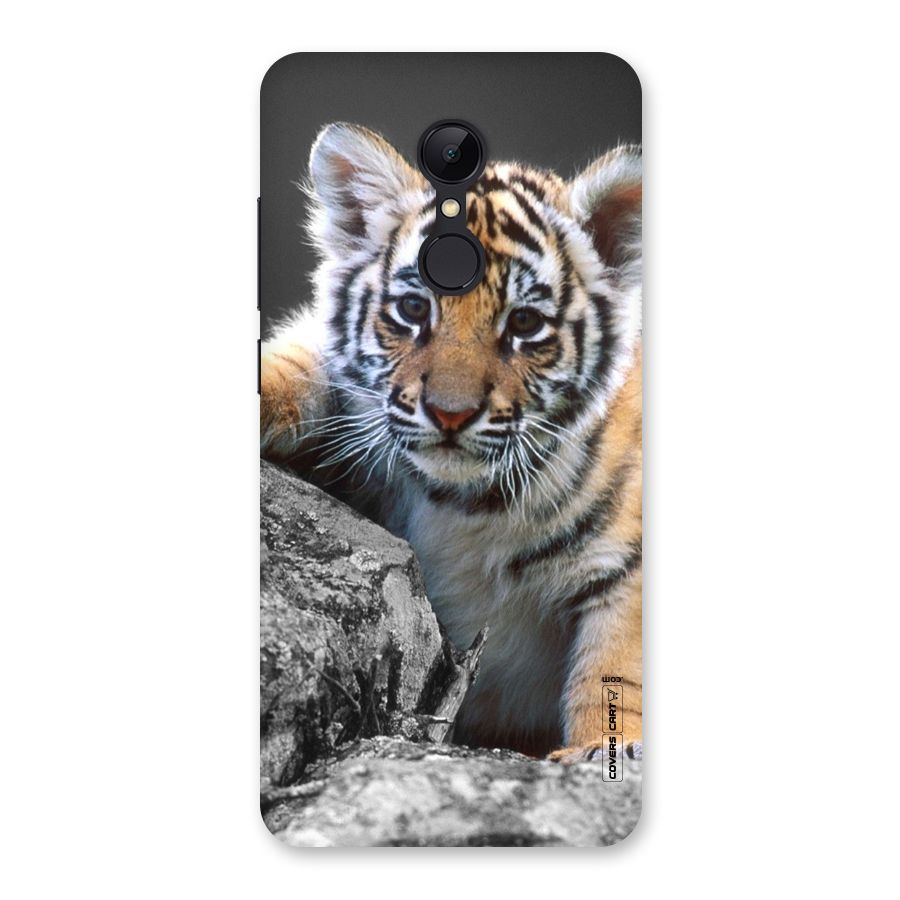 Animal Beauty Back Case for Redmi 5