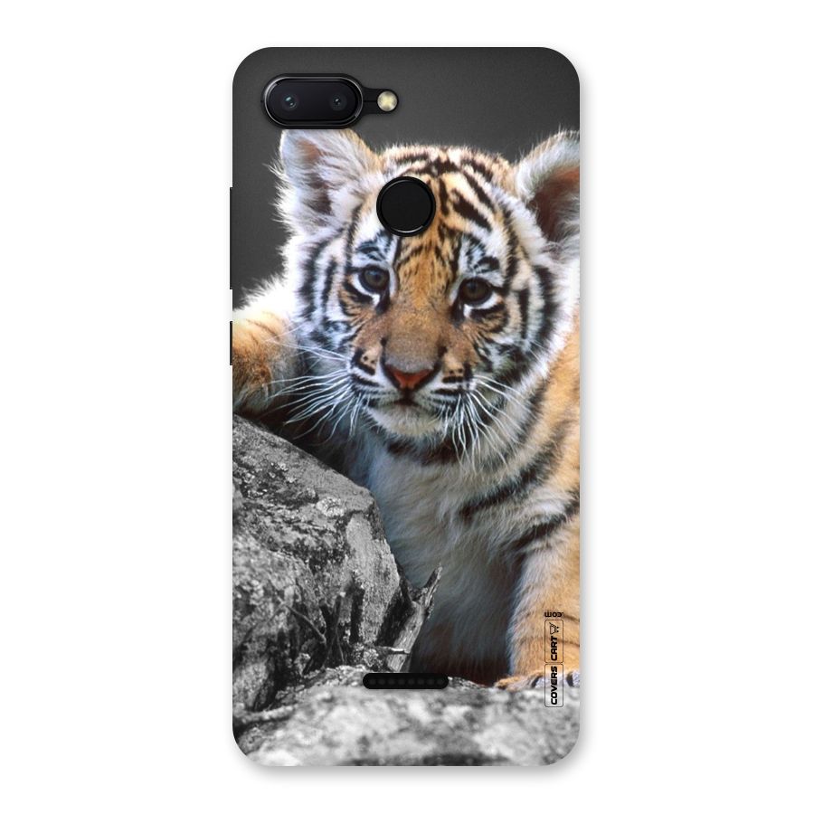 Animal Beauty Back Case for Redmi 6