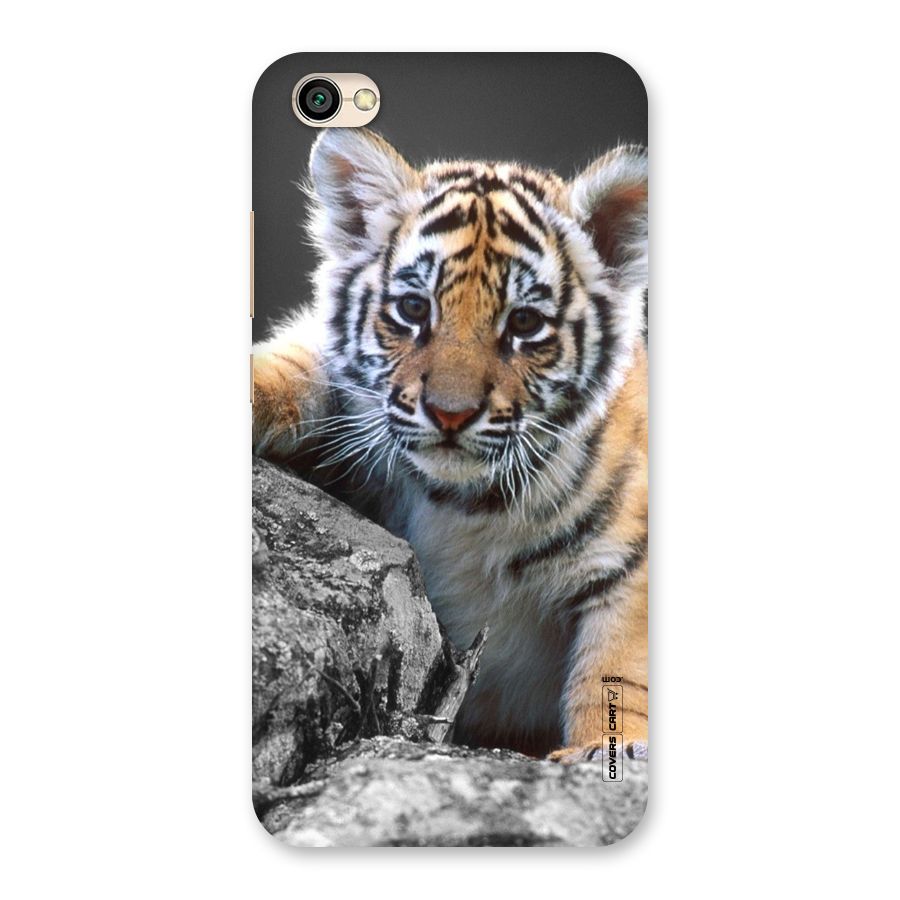 Animal Beauty Back Case for Redmi Y1 Lite