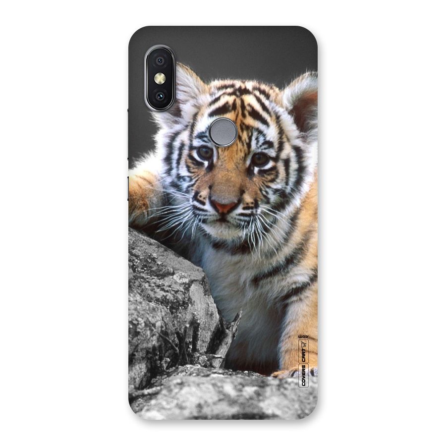 Animal Beauty Back Case for Redmi Y2