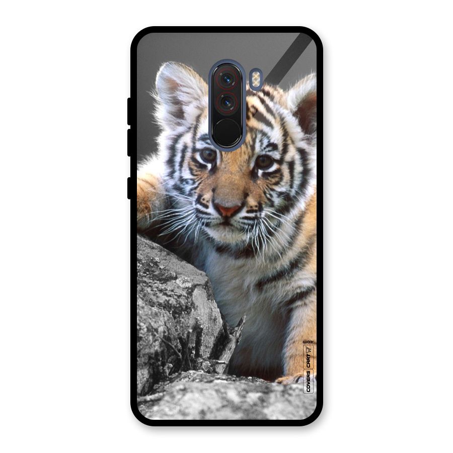 Animal Beauty Glass Back Case for Poco F1