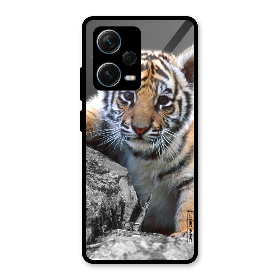 Animal Beauty Glass Back Case for Redmi Note 12 Pro Plus 5G