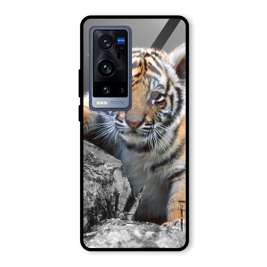Animal Beauty Glass Back Case for Vivo X60 Pro Plus
