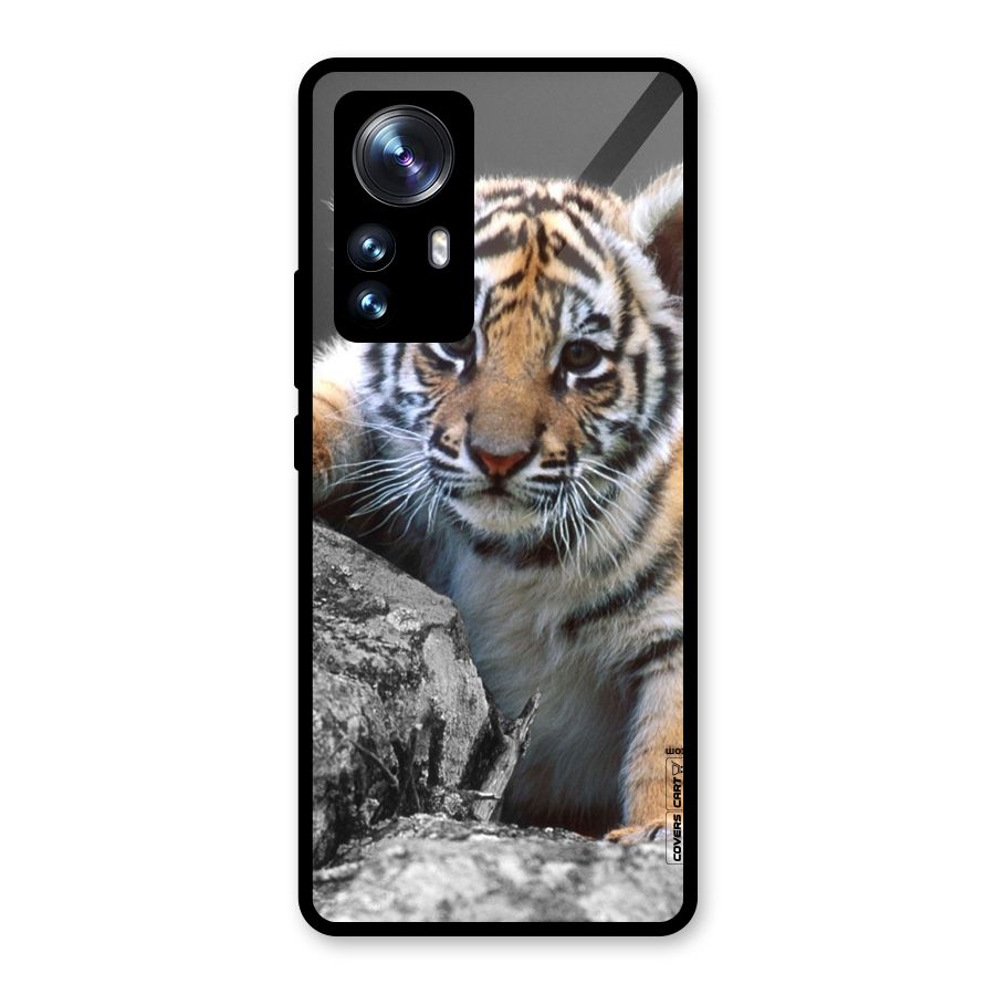 Animal Beauty Glass Back Case for Xiaomi 12 Pro