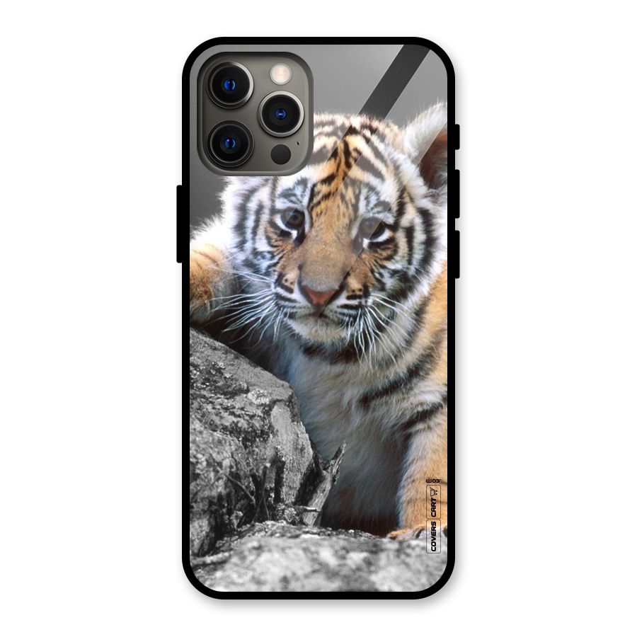 Animal Beauty Glass Back Case for iPhone 12 Pro Max