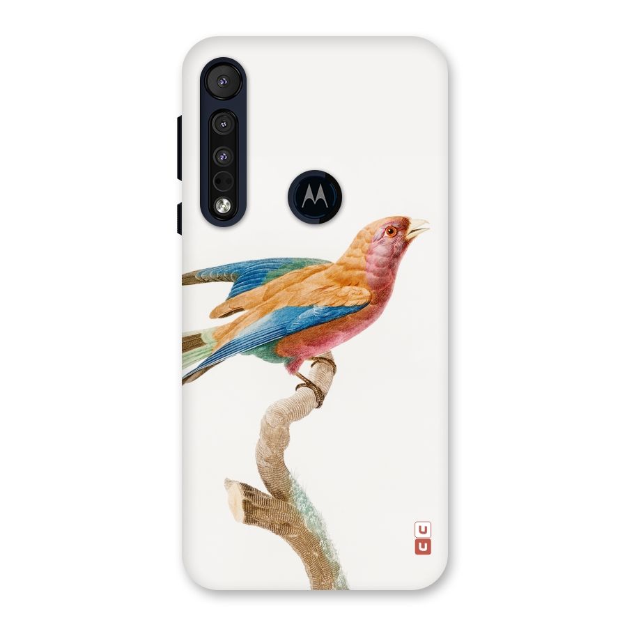 Beautiful Bird Back Case for Motorola One Macro
