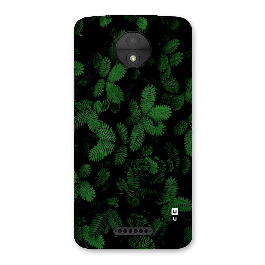Beautiful Touch Me Not Back Case for Moto C
