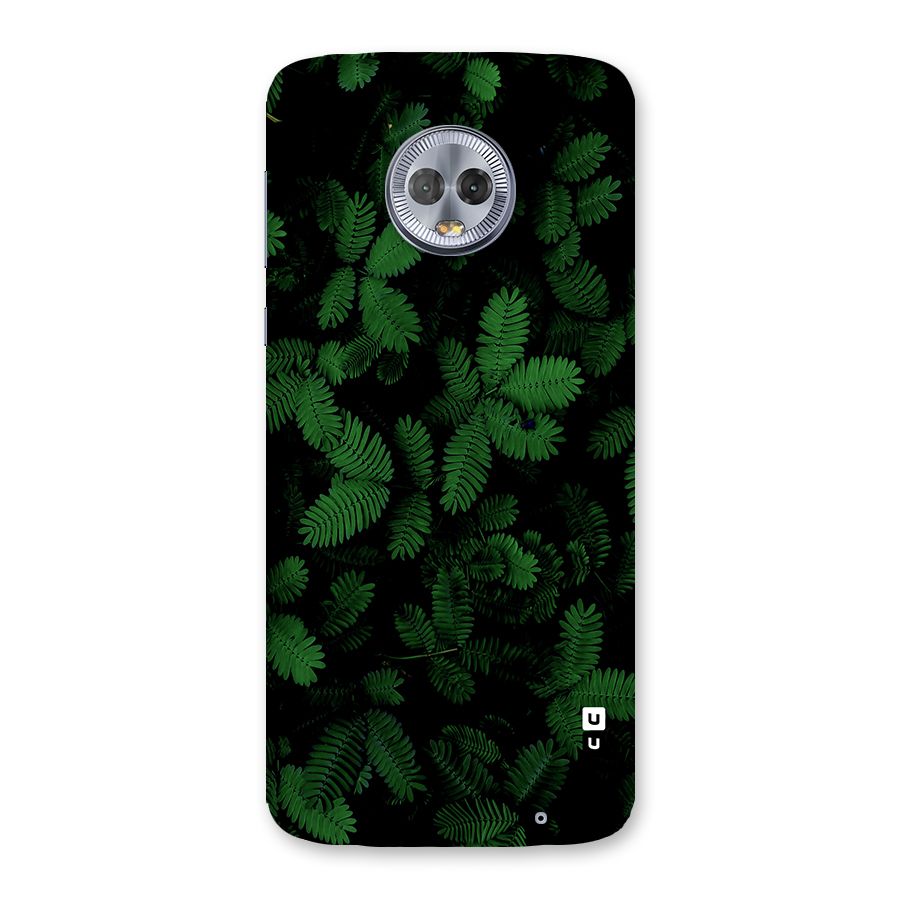 Beautiful Touch Me Not Back Case for Moto G6 Plus