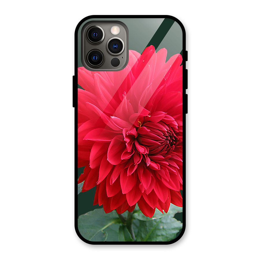 RedFlower. Glass Back Case for iPhone 12 Pro