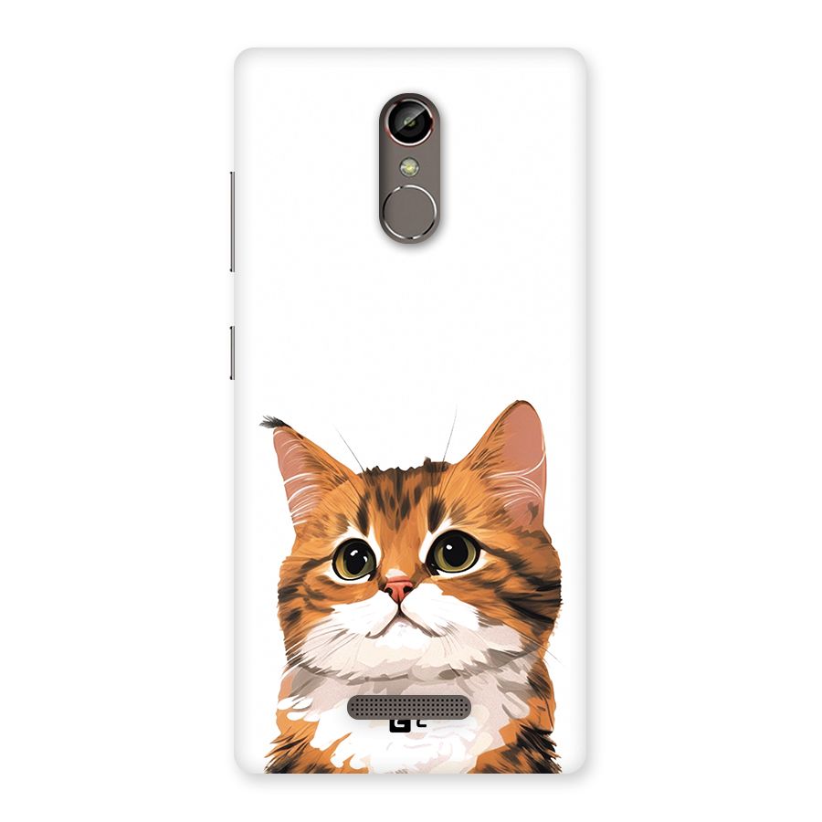 The Cute Cat Back Case for Gionee S6s