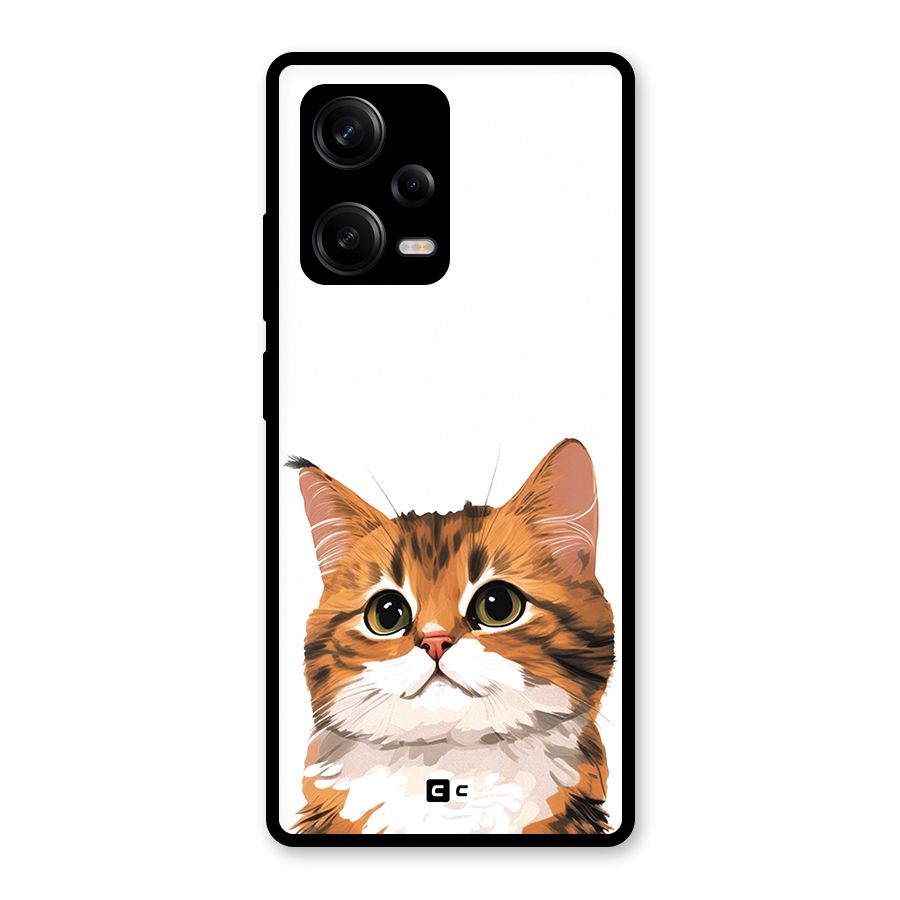 The Cute Cat Glass Back Case for Redmi Note 12 Pro