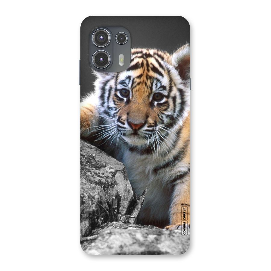 Animal Beauty Back Case for Motorola Edge 20 Fusion