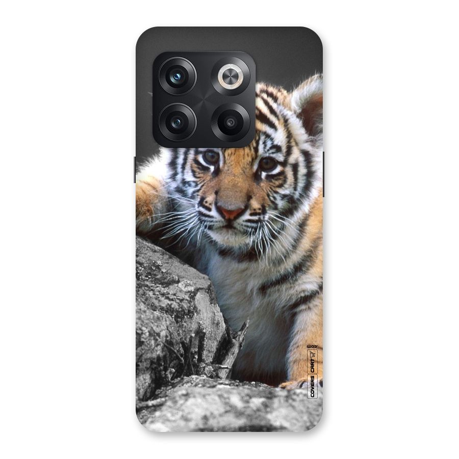 Animal Beauty Back Case for OnePlus 10T