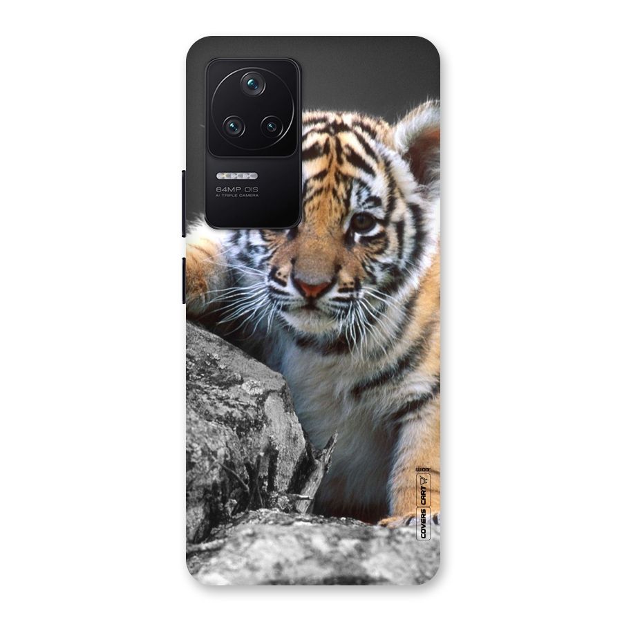 Animal Beauty Back Case for Poco F4 5G