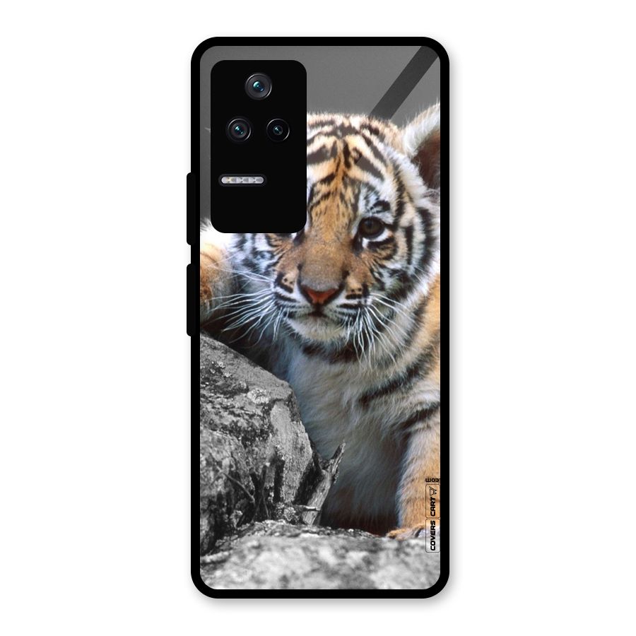 Animal Beauty Glass Back Case for Poco F4 5G