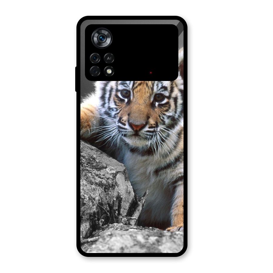 Animal Beauty Glass Back Case for Poco X4 Pro 5G