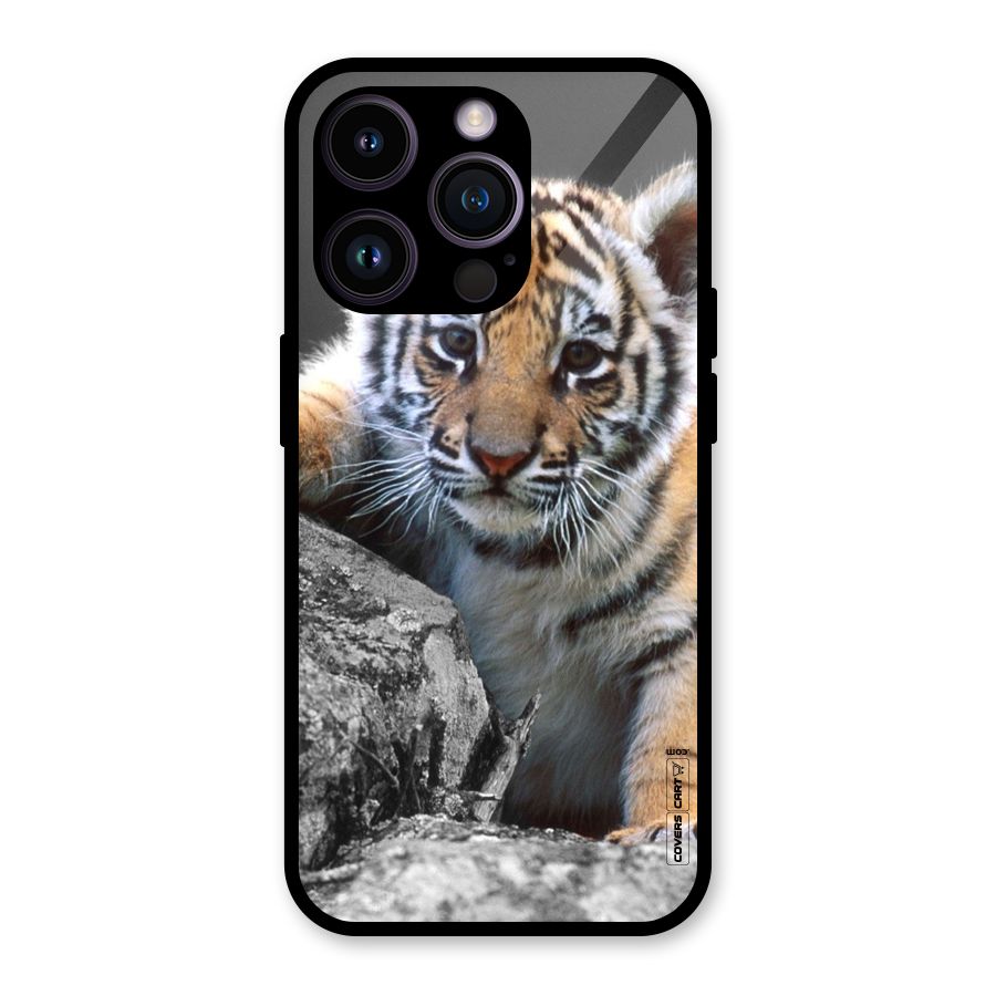 Animal Beauty Glass Back Case for iPhone 14 Pro
