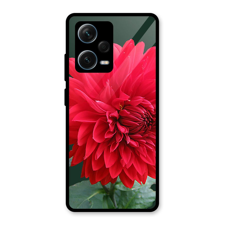RedFlower. Glass Back Case for Redmi Note 12 Pro Plus 5G