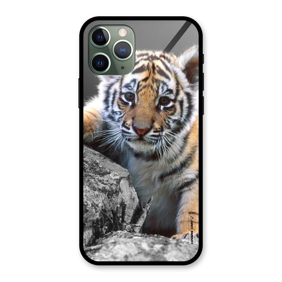Animal Beauty Glass Back Case for iPhone 11 Pro