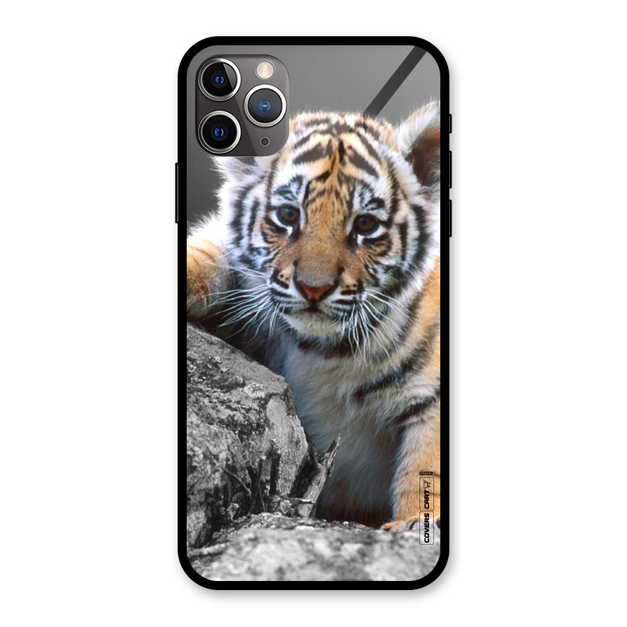 Animal Beauty Glass Back Case for iPhone 11 Pro Max