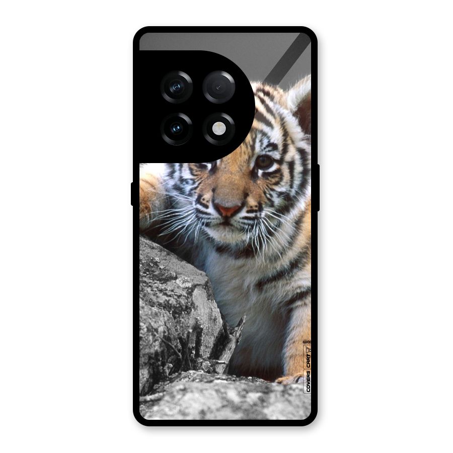 Animal Beauty Glass Back Case for OnePlus 11R