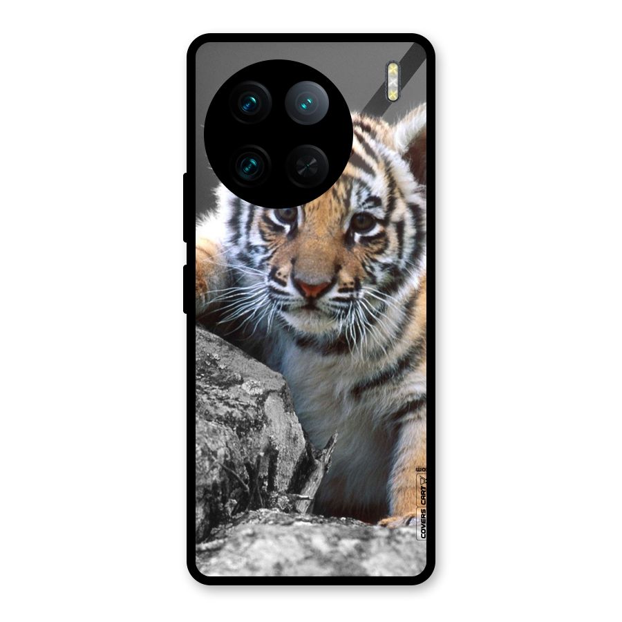 Animal Beauty Glass Back Case for Vivo X90 Pro