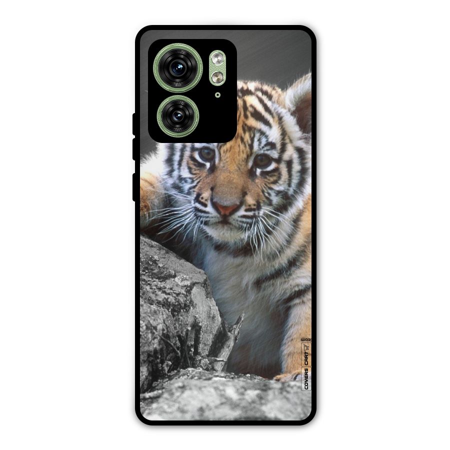 Animal Beauty Metal Back Case for Motorola Edge 40 5G