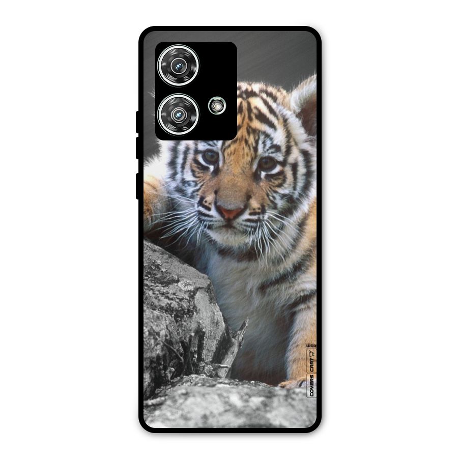 Animal Beauty Metal Back Case for Motorola Edge 40 Neo