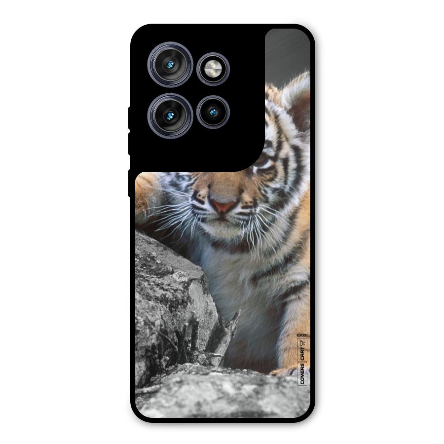 Animal Beauty Metal Back Case for Motorola Edge 50 Neo