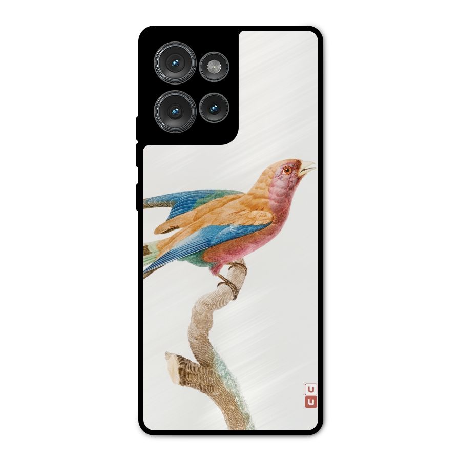 Beautiful Bird Metal Back Case for Motorola Edge 50