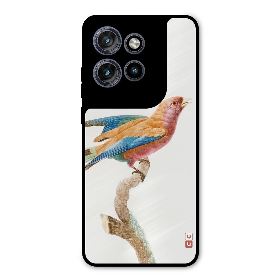 Beautiful Bird Metal Back Case for Motorola Edge 50 Neo