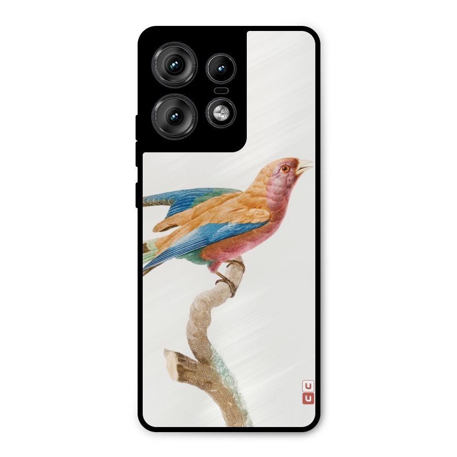 Beautiful Bird Metal Back Case for Motorola Edge 50 Pro
