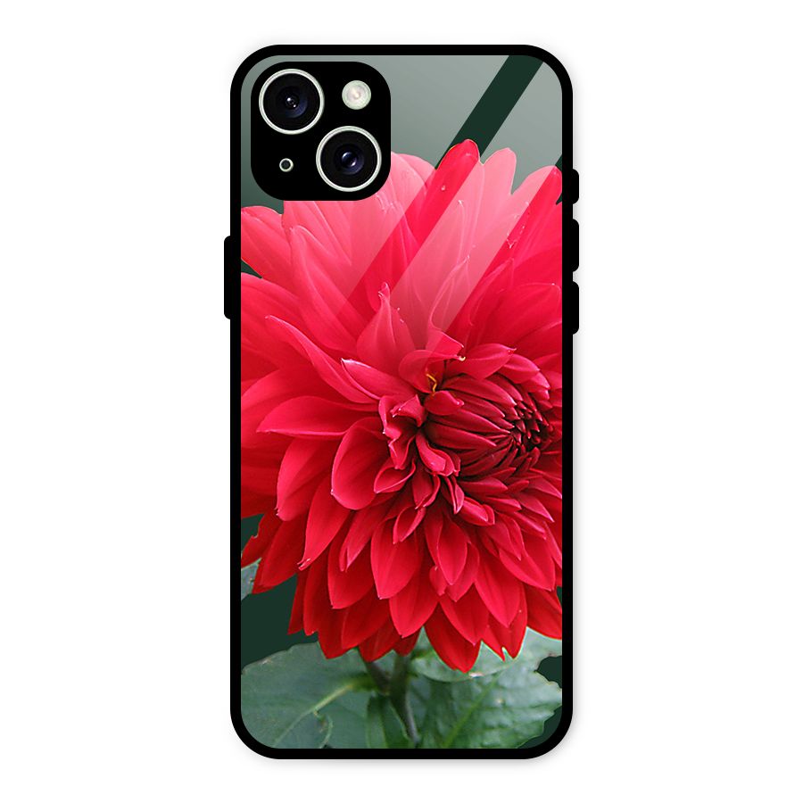 RedFlower. Glass Back Case for iPhone 15 Plus